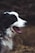 black and white dog