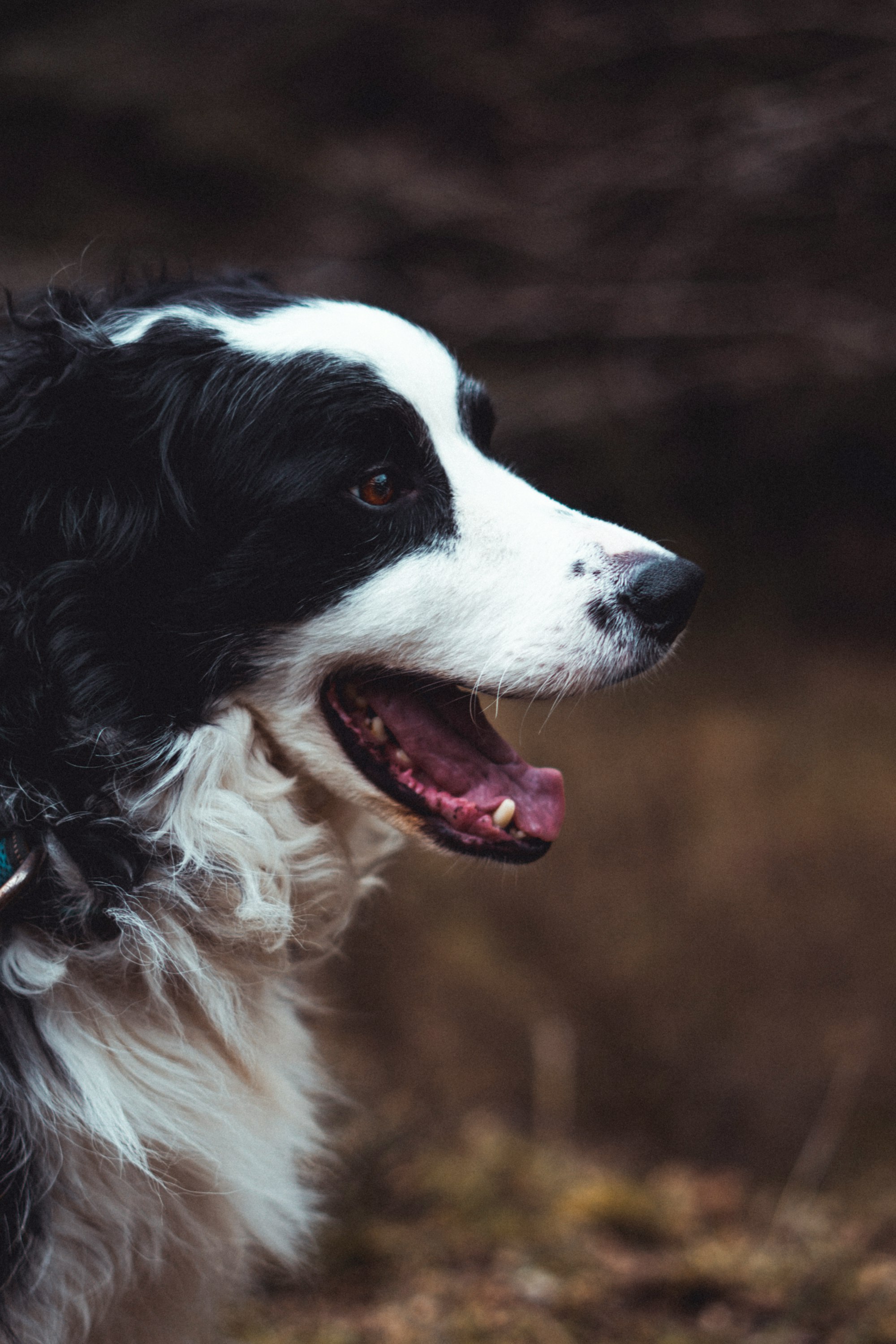 Are Border Collies Good with Cats?