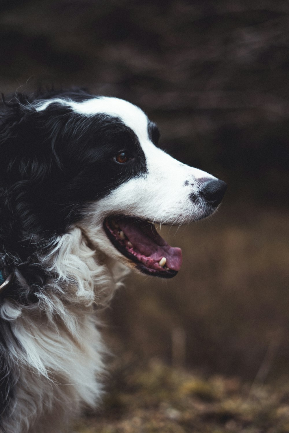 black and white dog