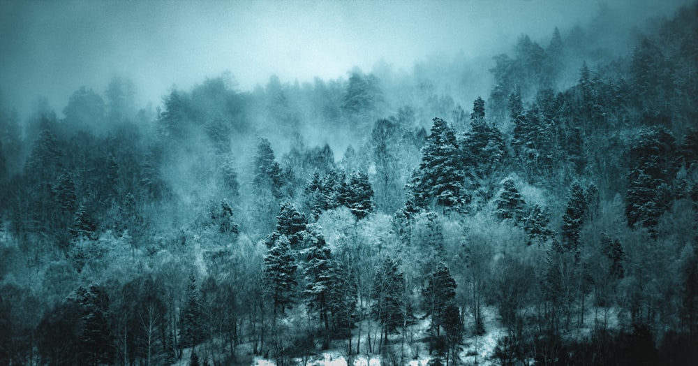 shallow focus photo of green trees during daytime