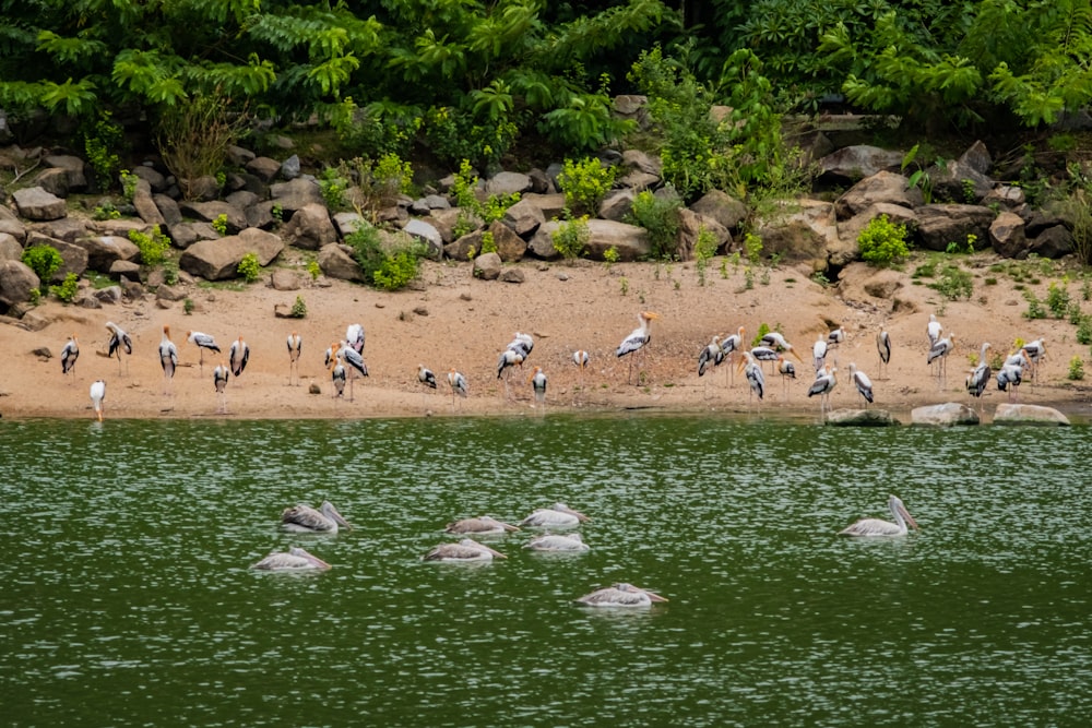 birds near body of water during daytime