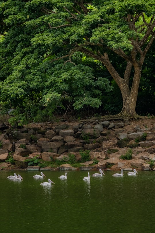 white birds in body of water in Chonburi Thailand