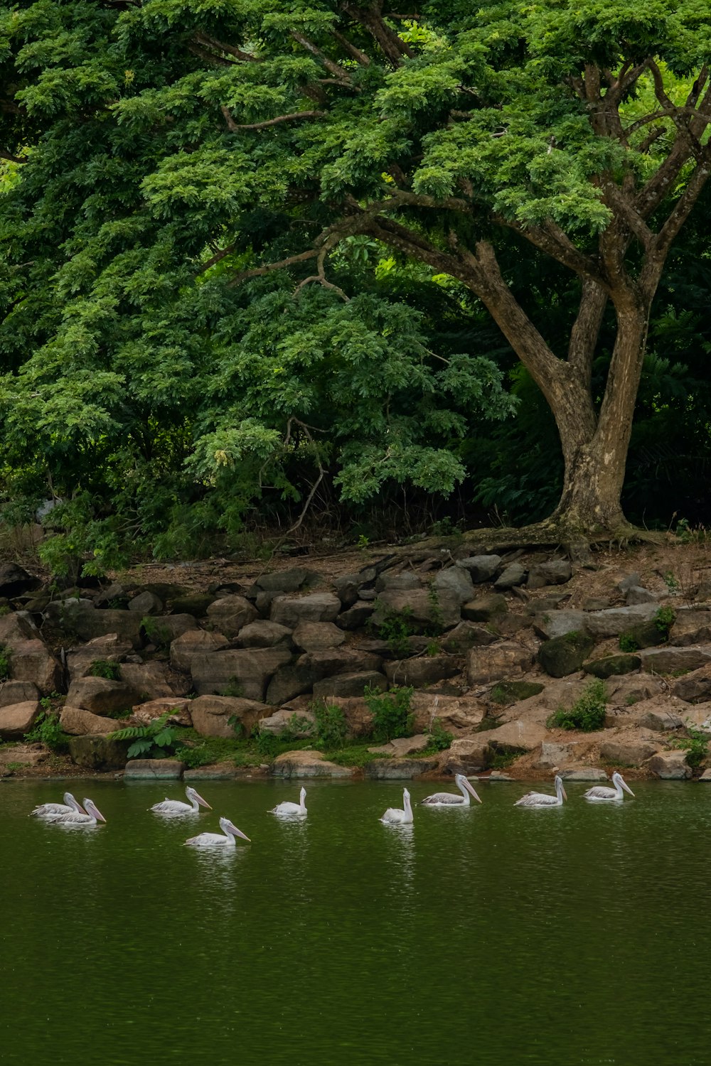 white birds in body of water