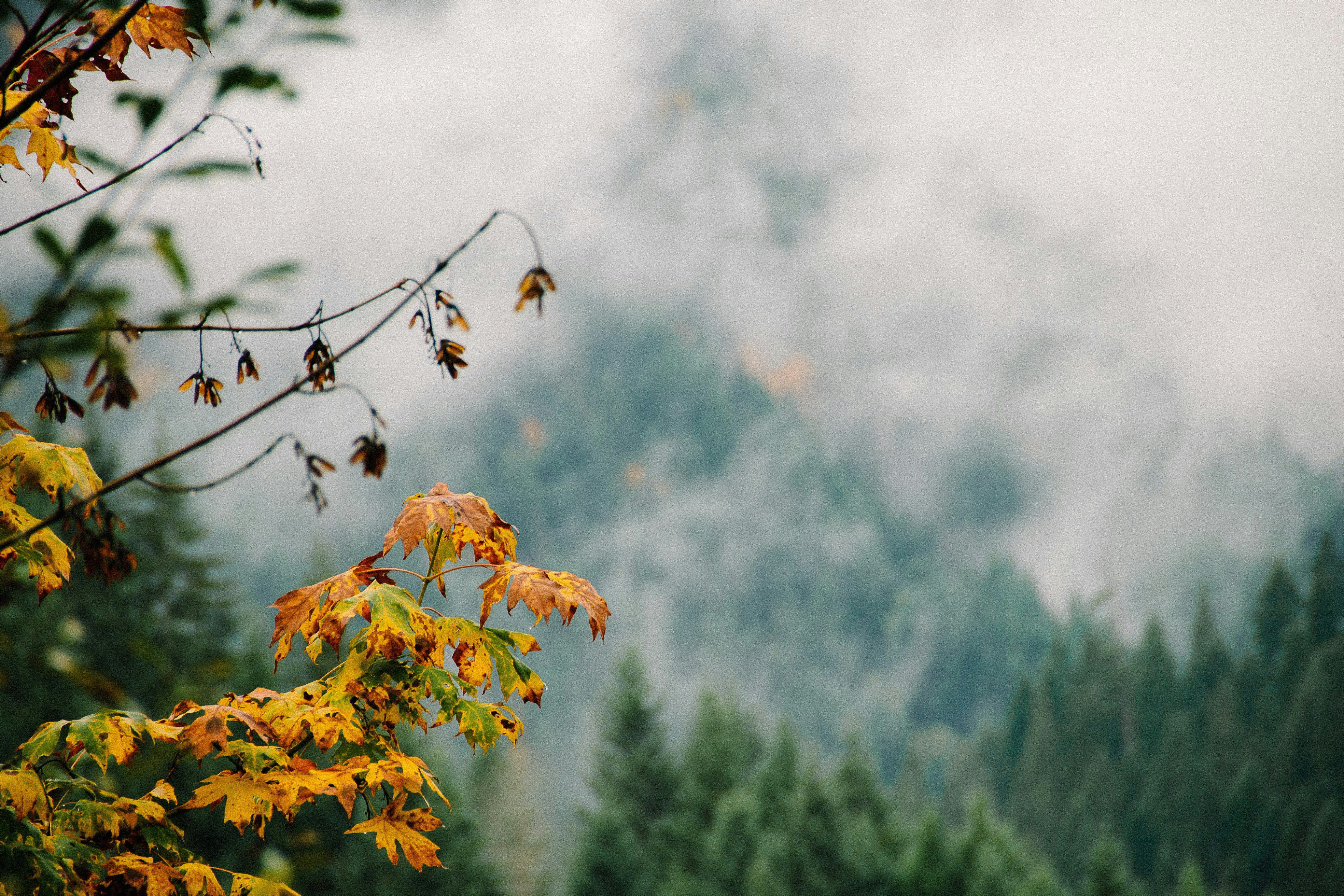 Estacada, Oregon: A Hidden Gem in the Heart of the Pacific Northwest Blog