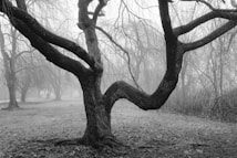 A large, gnarled tree with twisting branches stands prominently in a misty forest. The atmosphere is hazy, with a thick fog obscuring the background and adding an air of mystery. The ground is covered with sparse grass and fallen leaves.