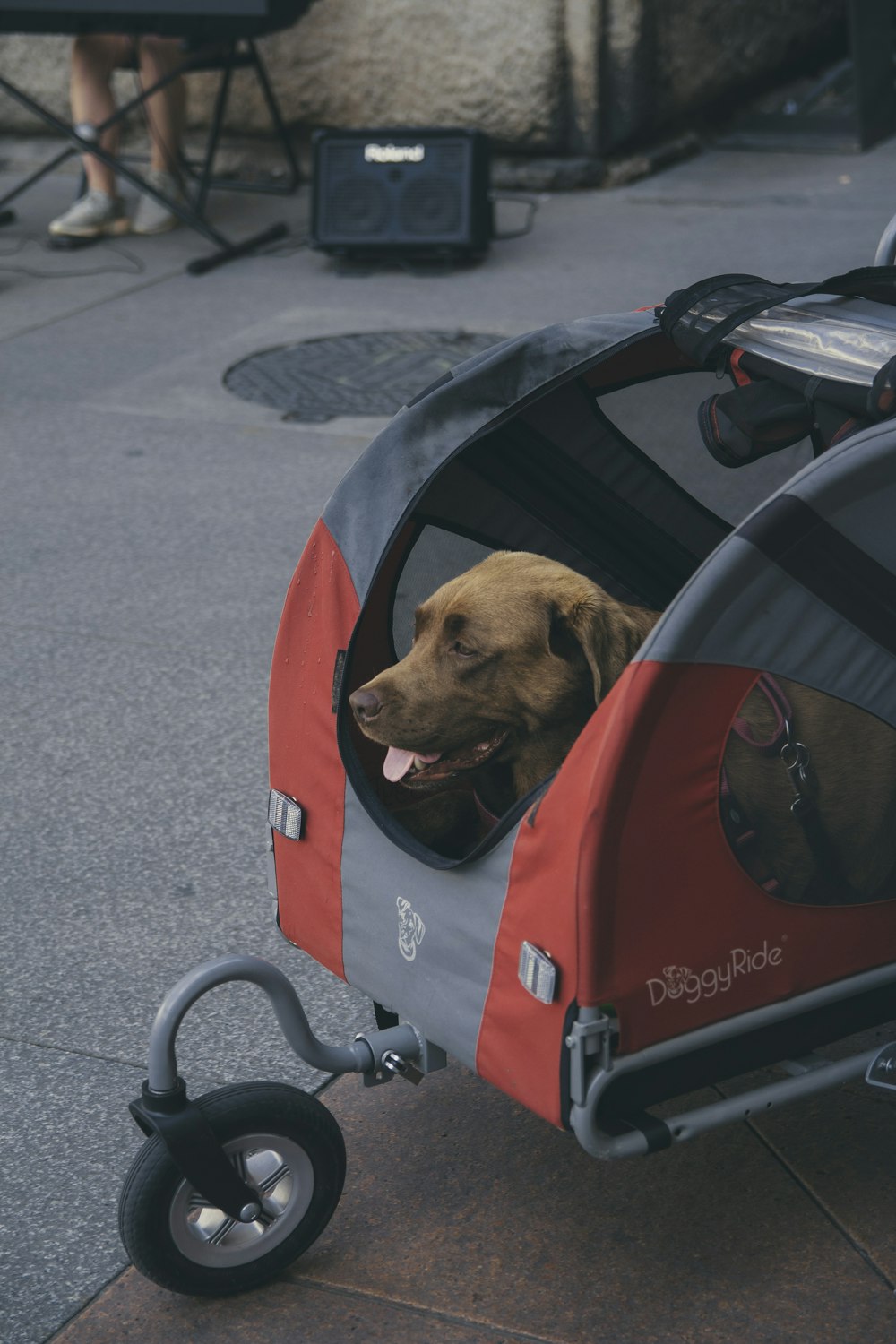 brown dog inside bike trailer