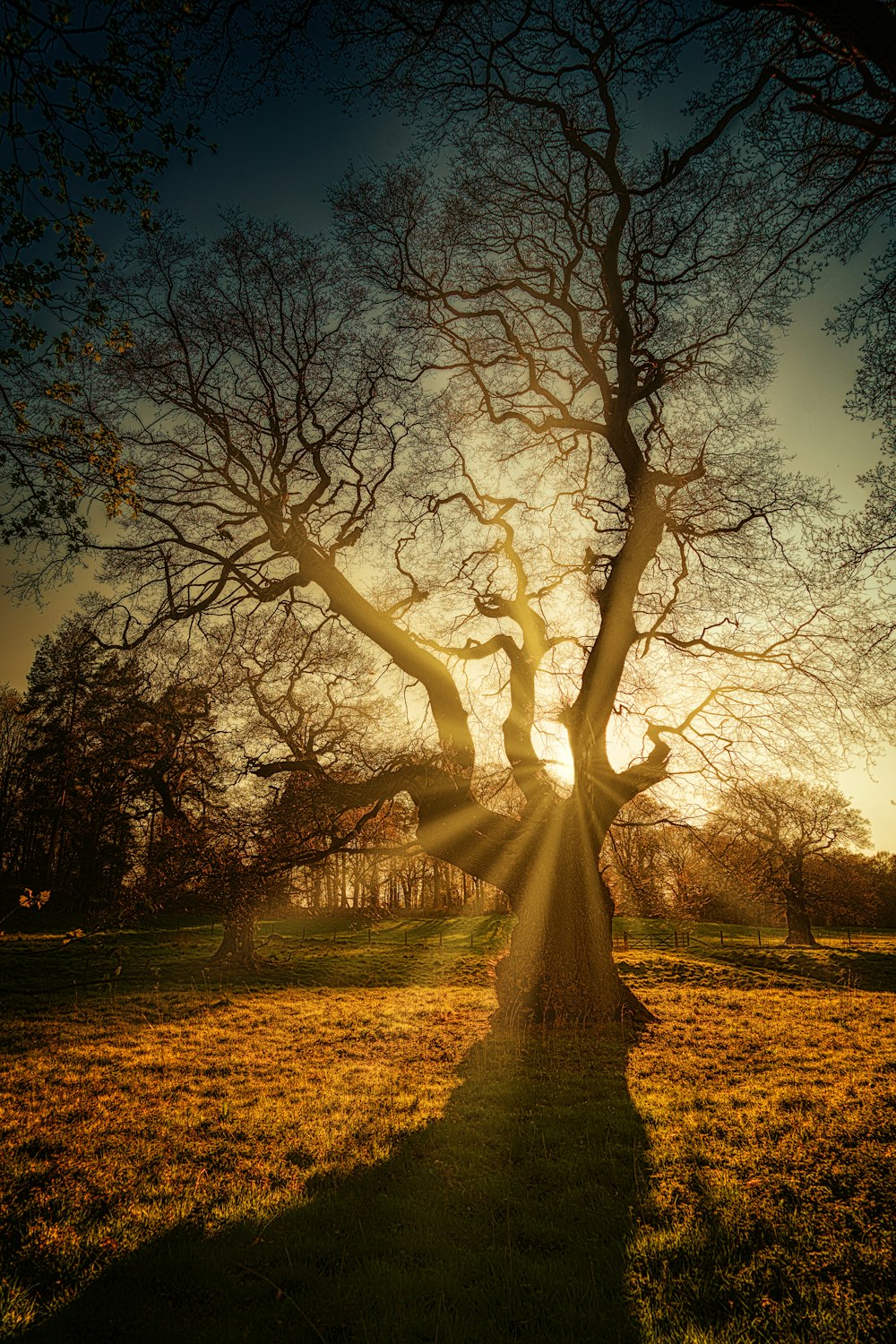 silhouette photography of tree