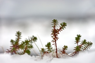 selective focus photography of green succulents in snow