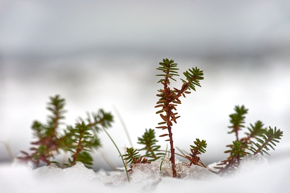 Fotografia a fuoco selettiva di piante grasse verdi nella neve