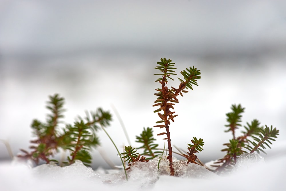 Fotografía de enfoque selectivo de suculentas verdes en la nieve