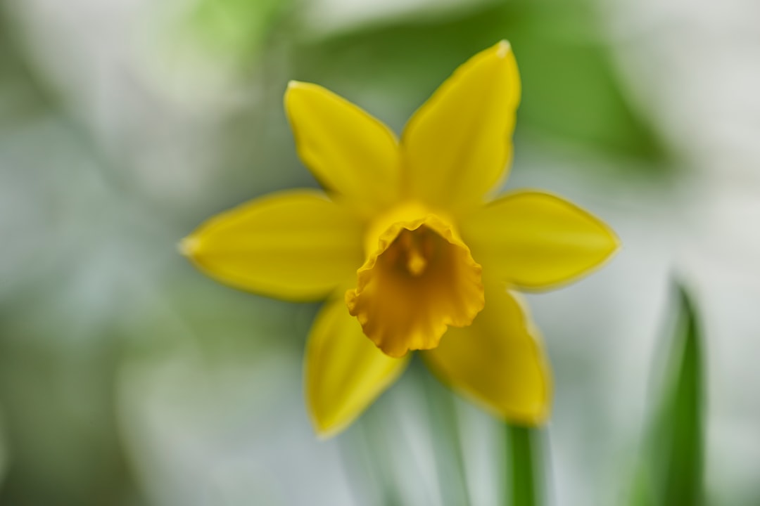 shallow focus photo of yellow flower