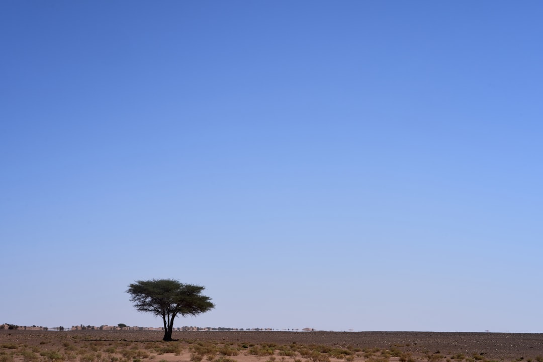 green tree in desert
