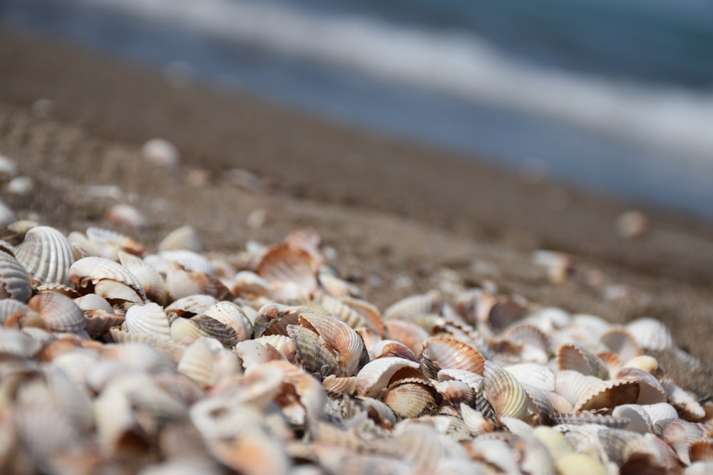 pile of clamshells