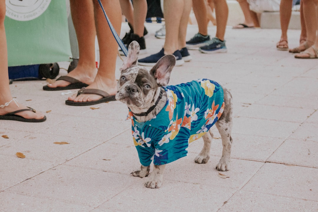 French bull dog standing near people