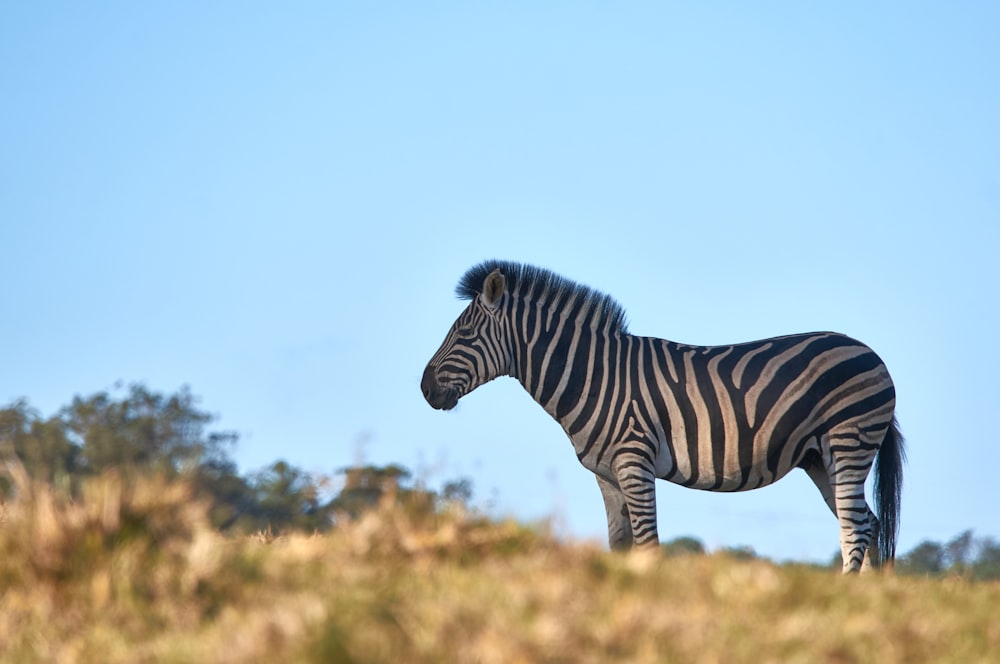 selective focus photography of zebra