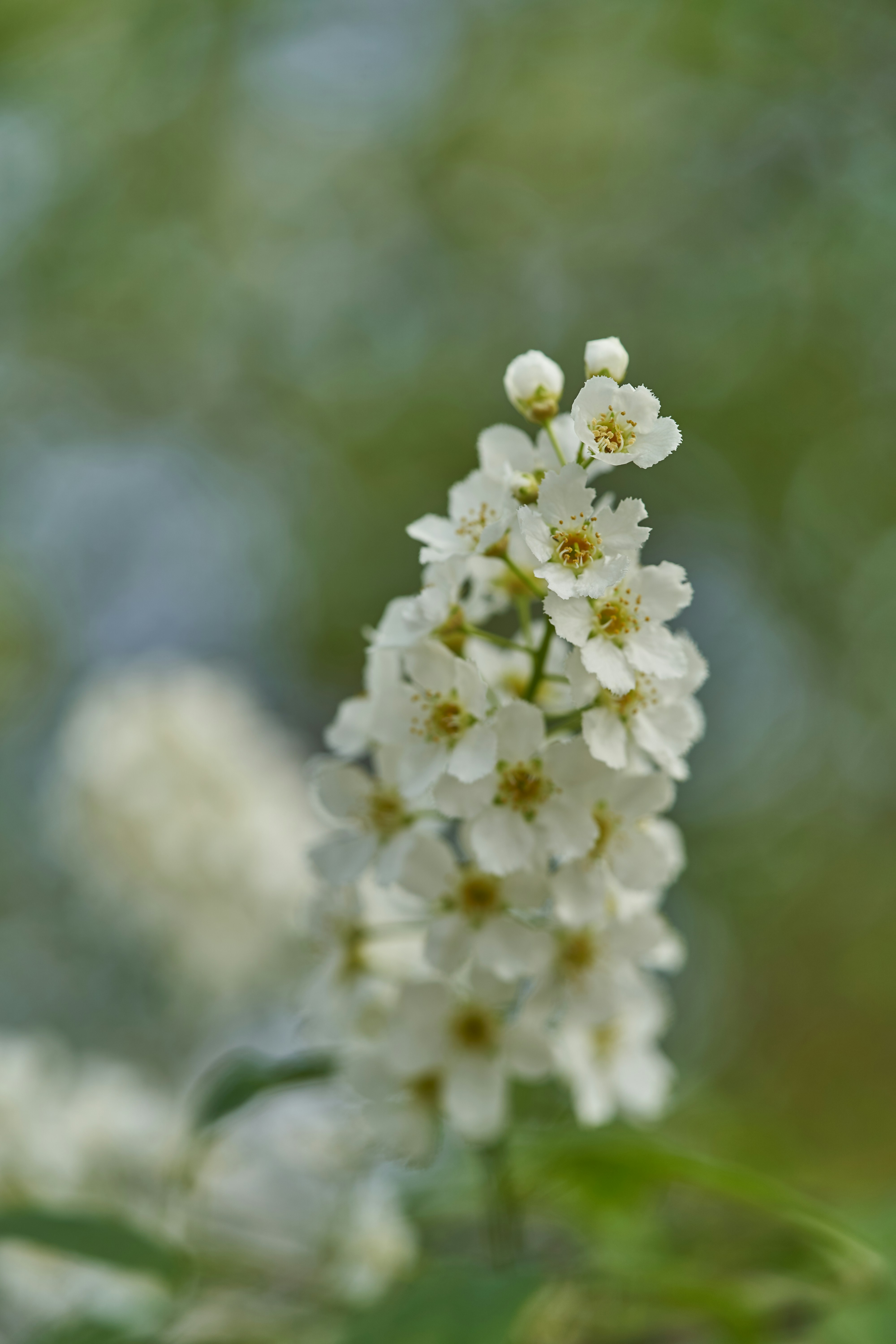 Photo by wolfgang_hasselmann