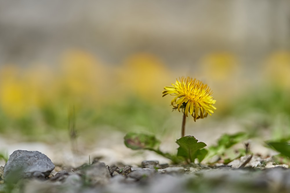 yellow flower