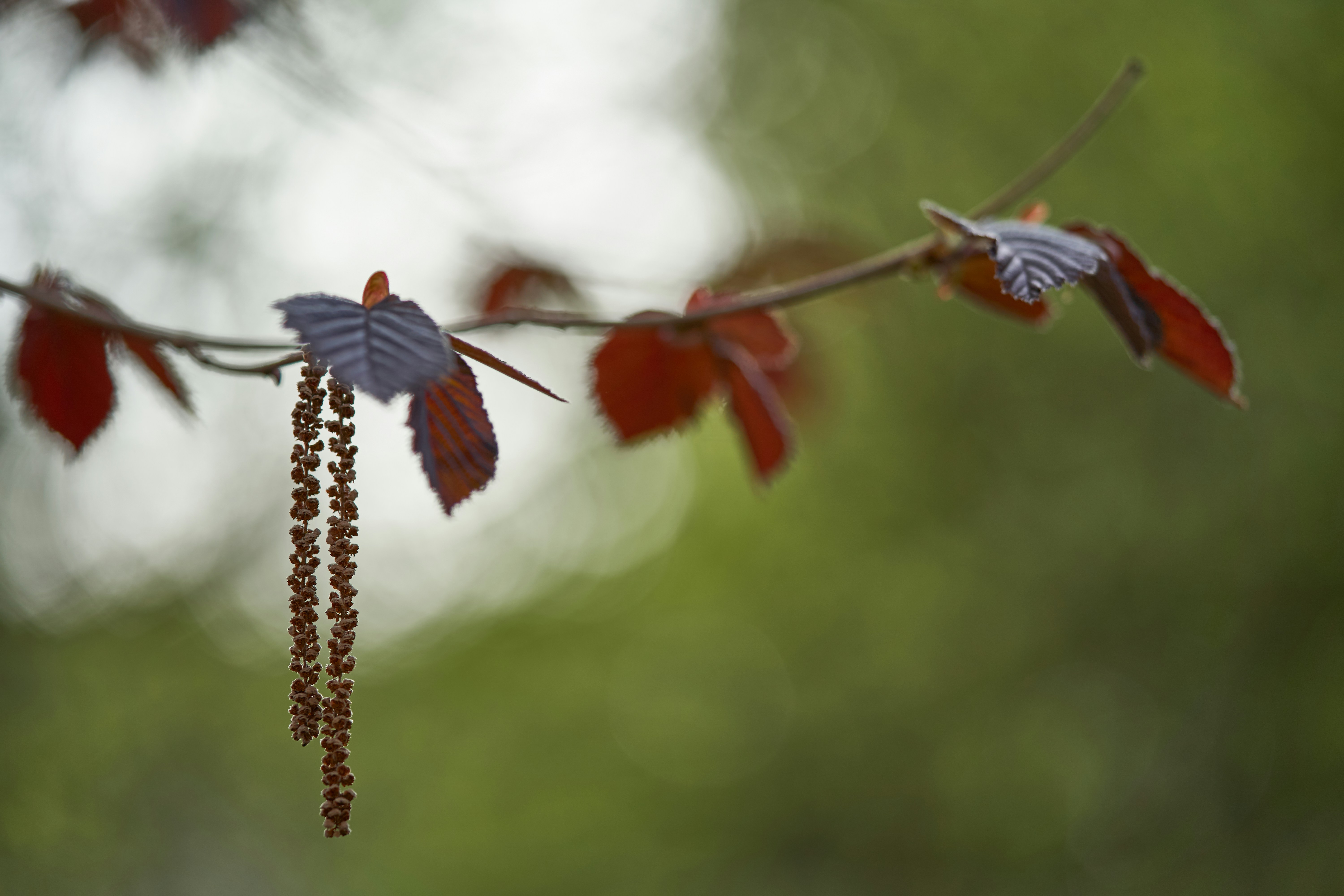 Photo by wolfgang_hasselmann