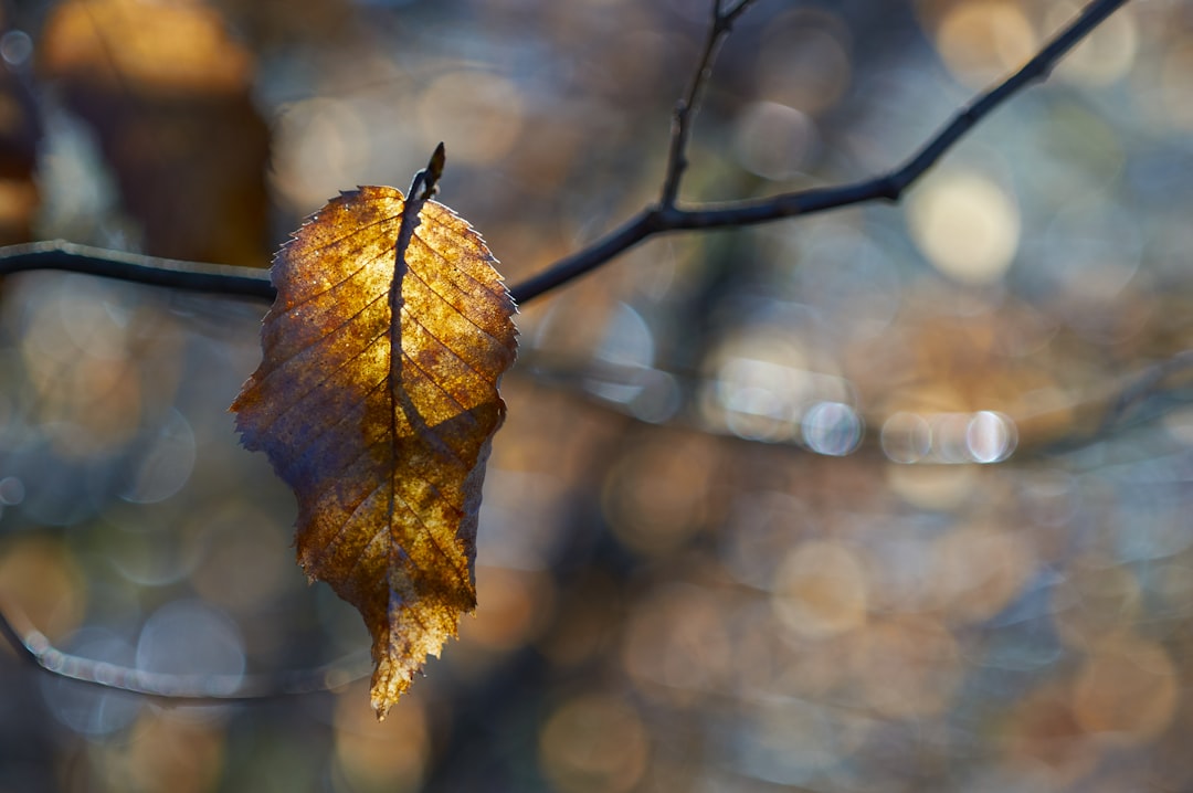 bokeh photography of brown wilted leaf