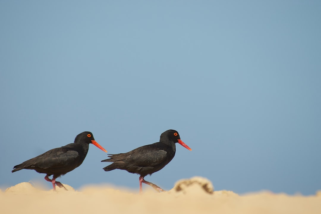 two black birds