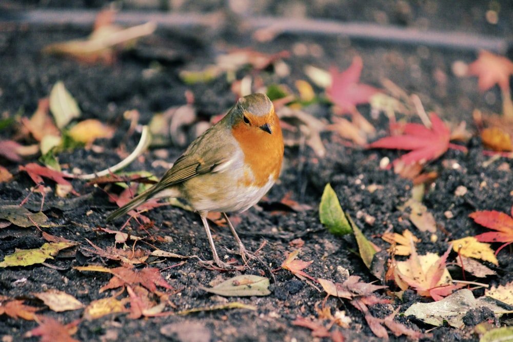 small orange and green bird