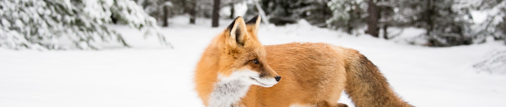 orange fox near trees