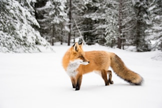 orange fox near trees