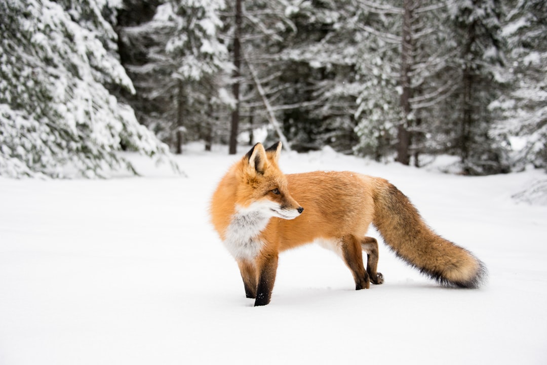 Wildlife photo spot Algonquin Park Powassan