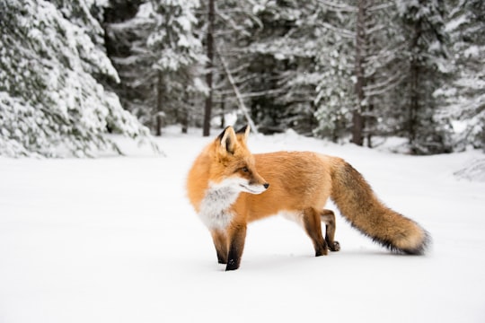 orange fox near trees in Algonquin Park Canada