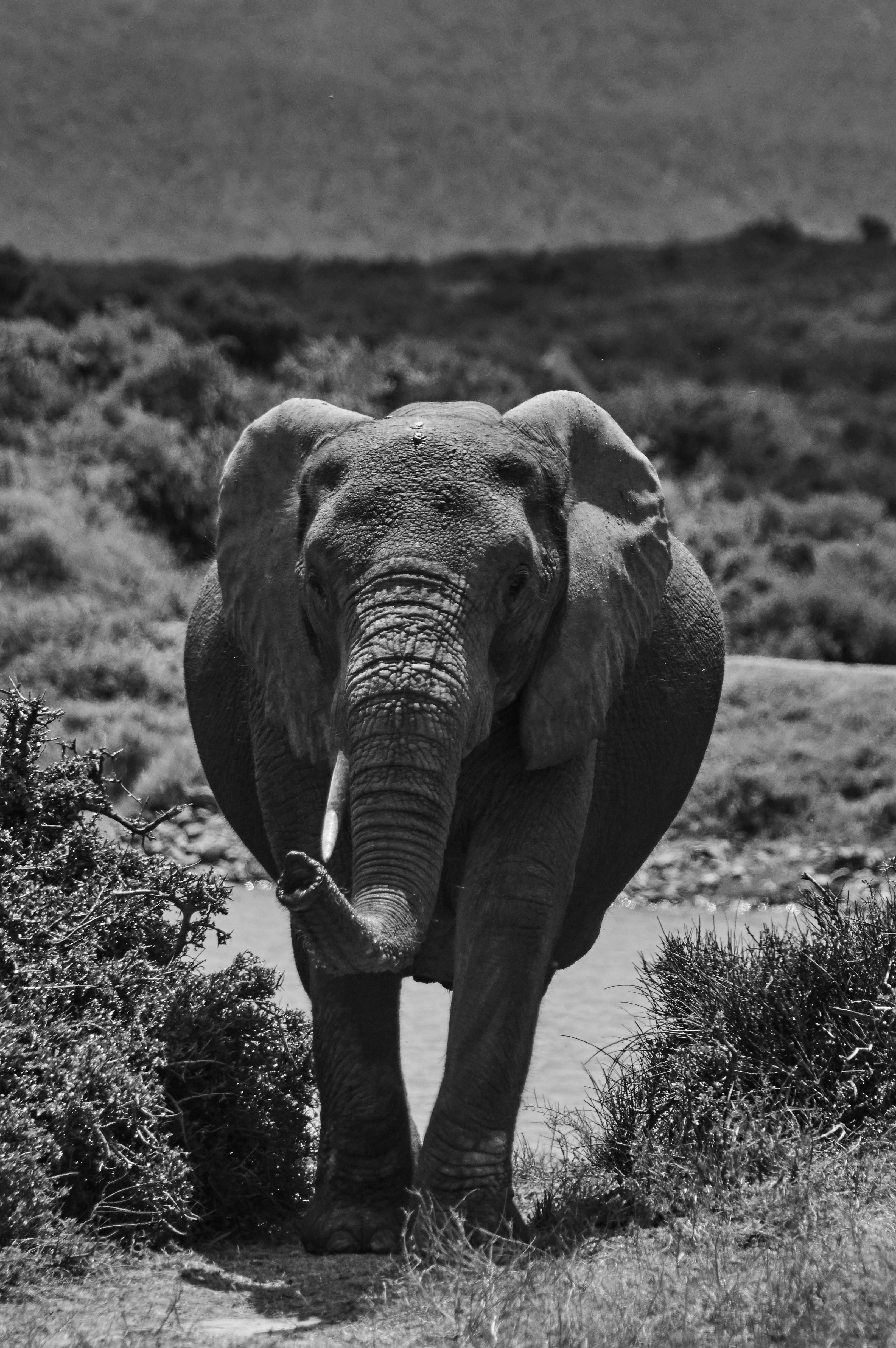 Photo by wolfgang_hasselmann