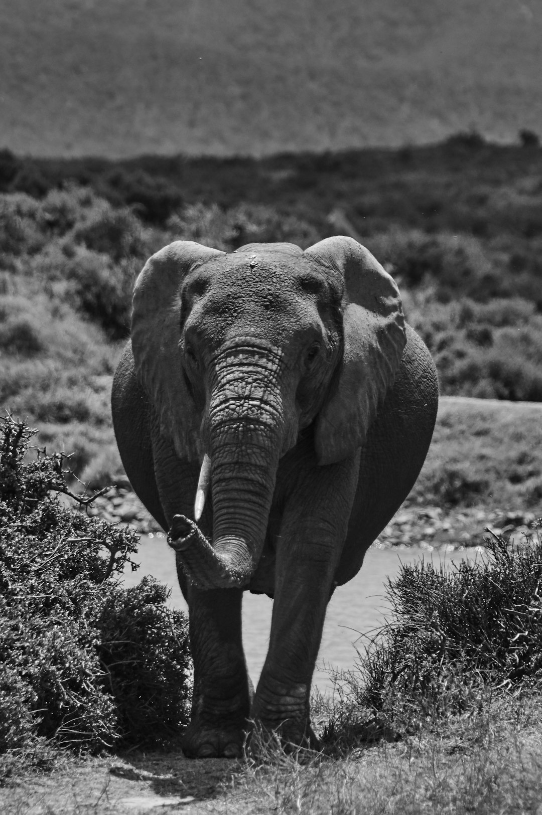 grayscale photography of elephant