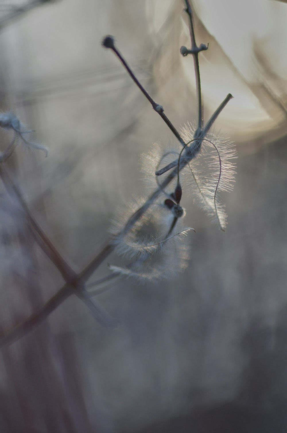 selective focus photography of white-petaled flower