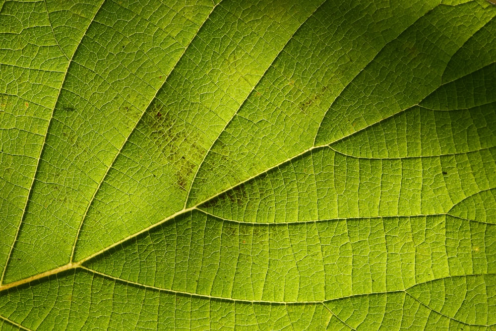 green leaf