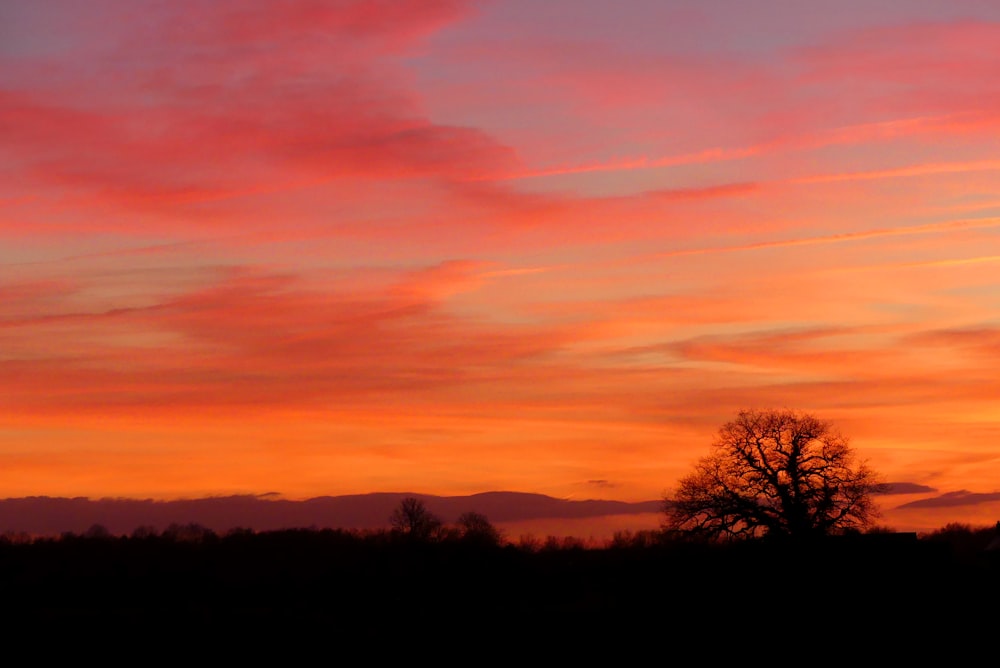 a sunset with a tree silhouetted against the sky