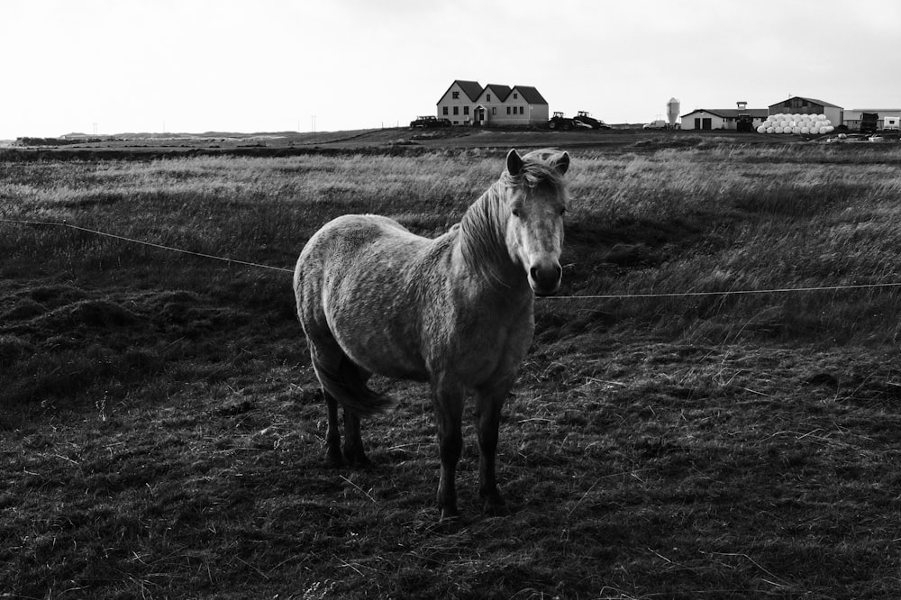 grayscale photo of horse