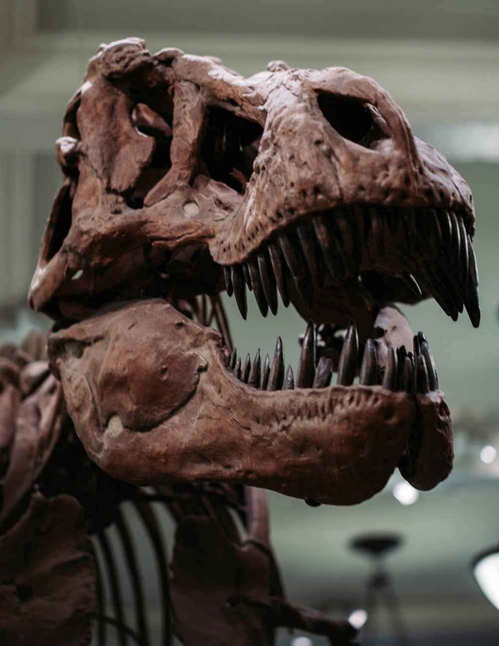 恐竜の頭蓋骨