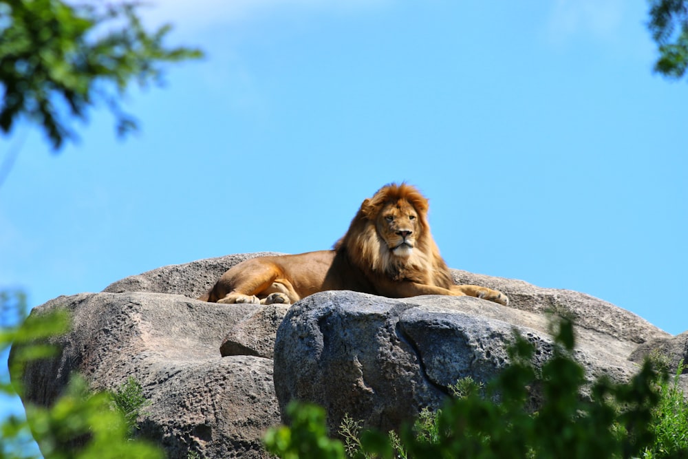 lion on rock