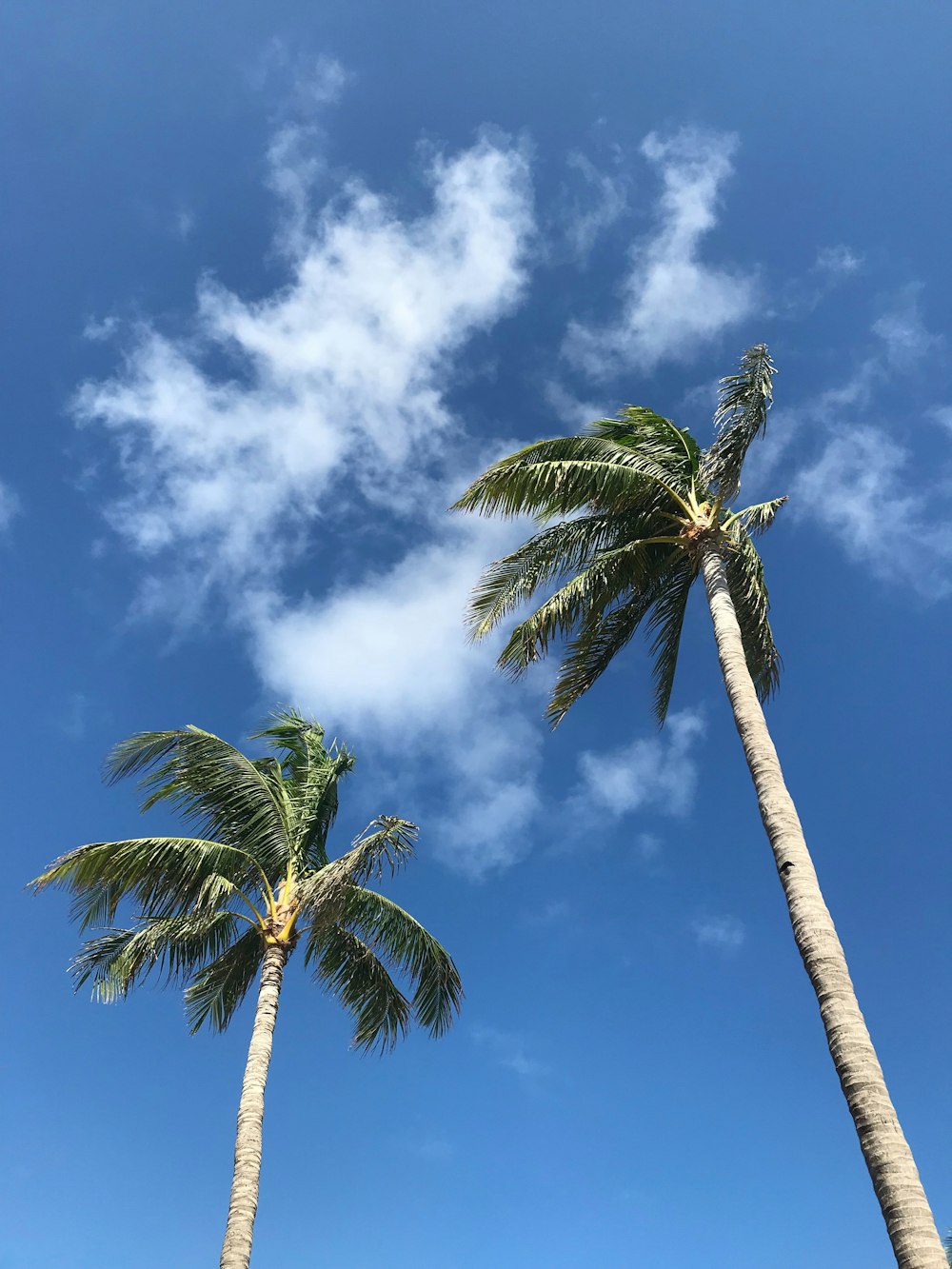 two palm trees