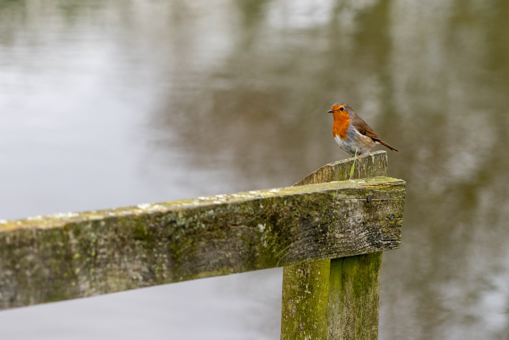 bird on fence