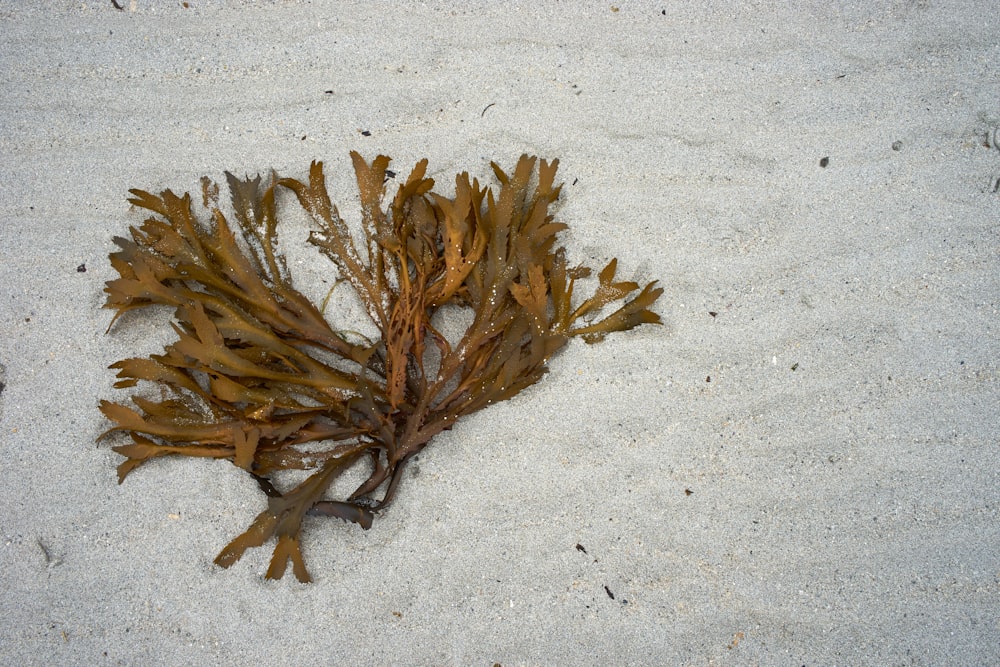 dried leaves