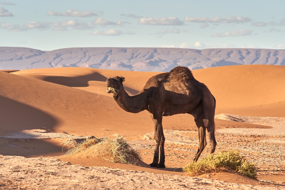 brown camel in desert