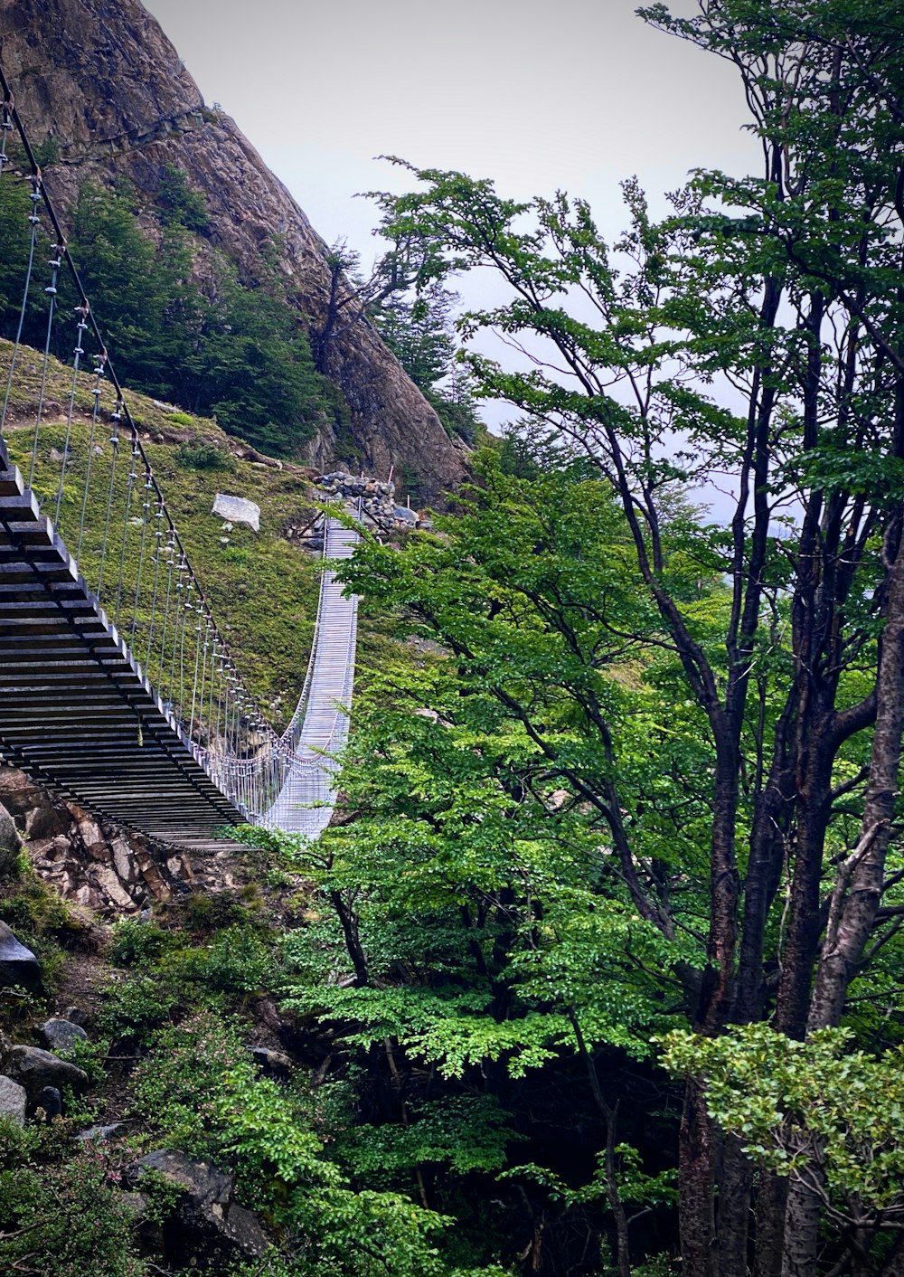 Pont suspendu dans la forêt