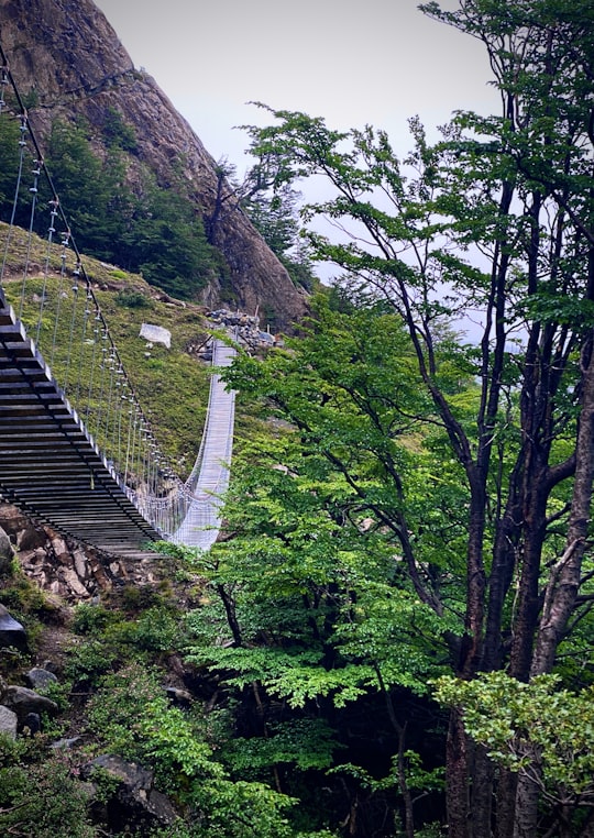 hanging bridge in forest in Torres del Paine Chile