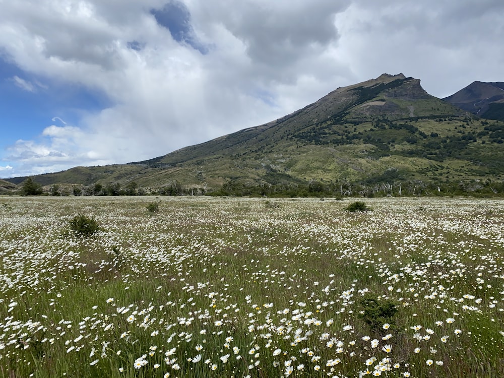 white dandelion flower field during daytime