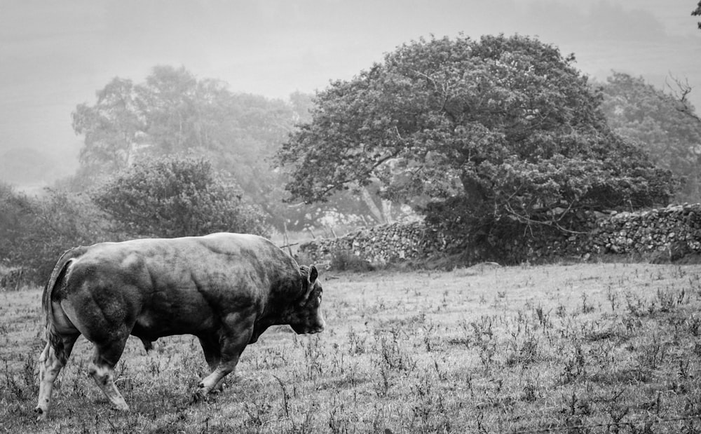 greyscale photography of cow