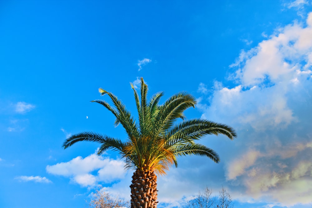 green palm tree under blue sky during daytime