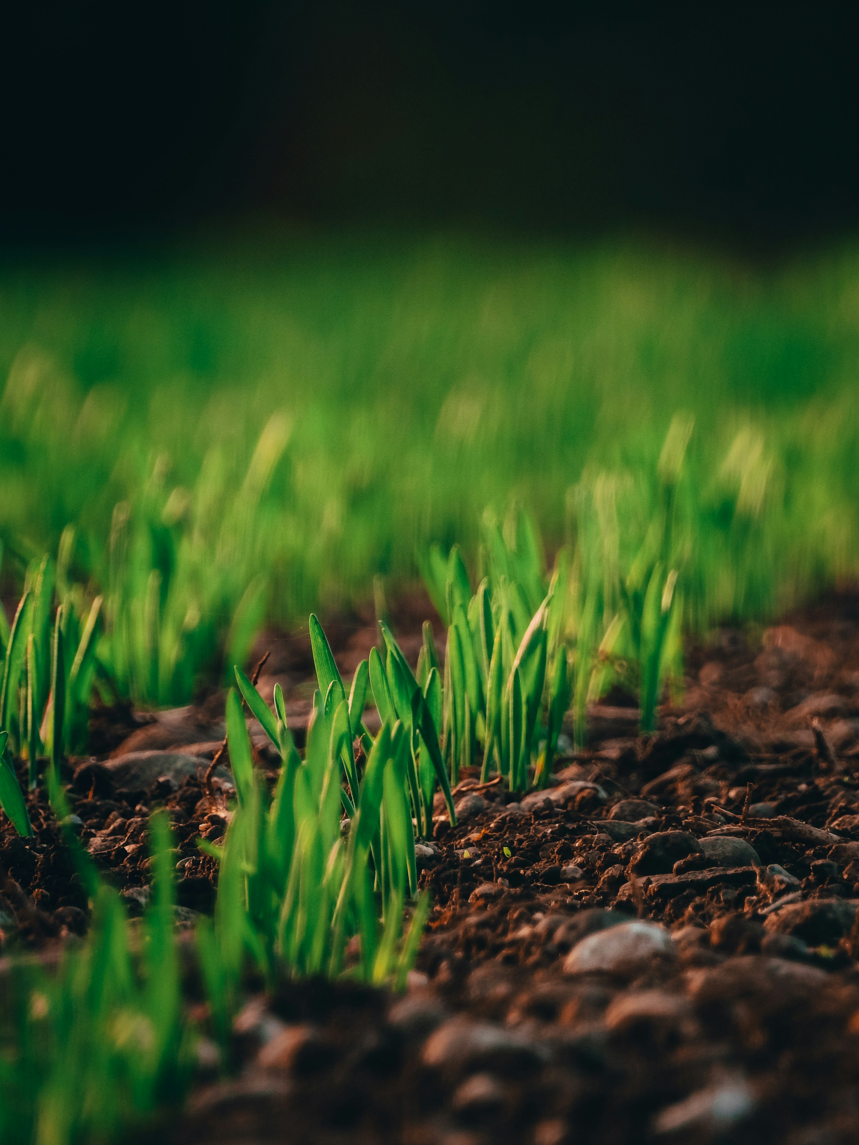 close up photography of green grass