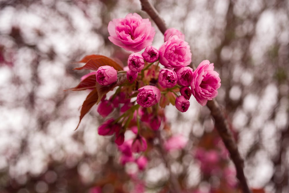 pink-petaled flowers