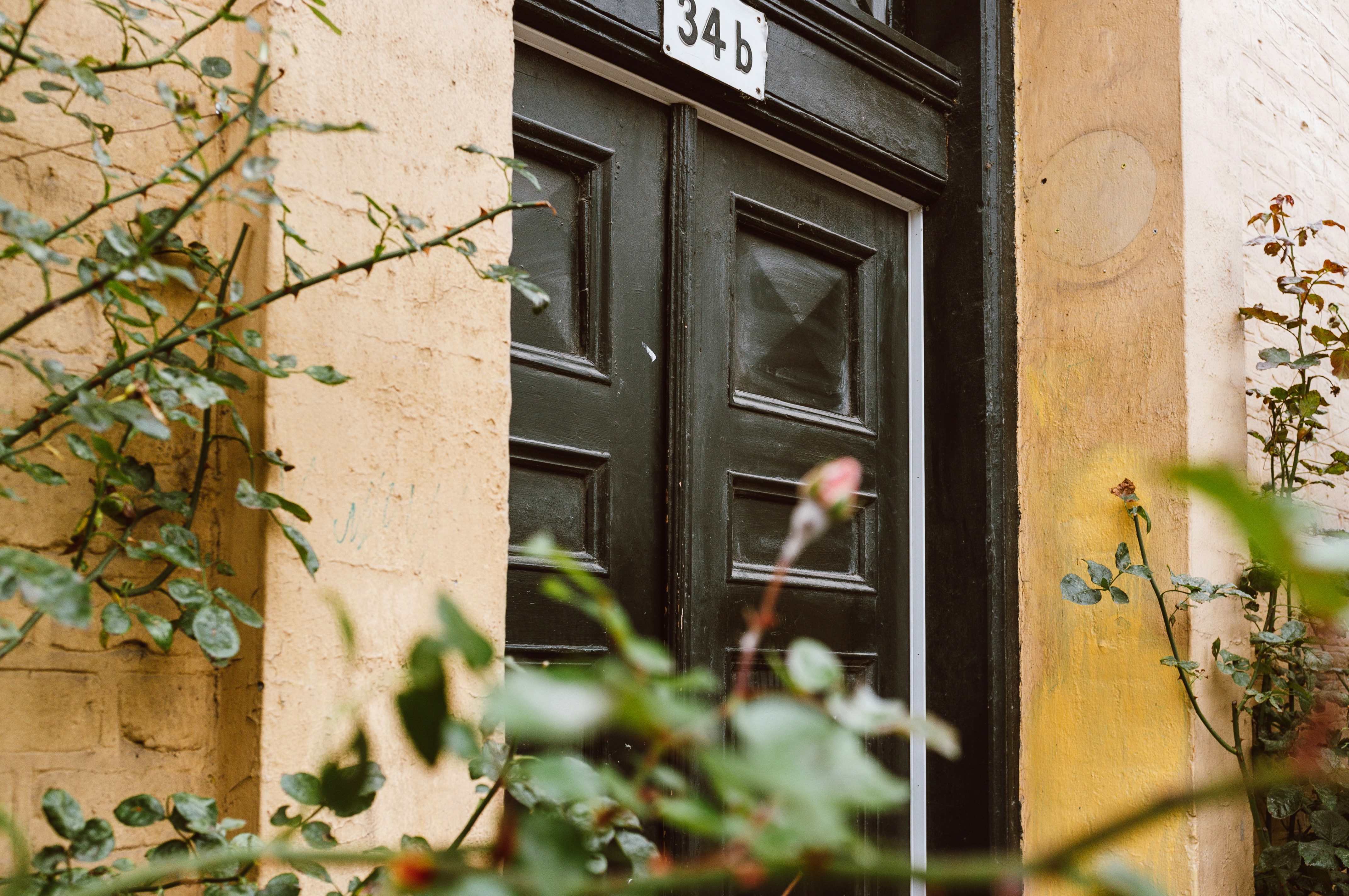 Photo by moisamihai092