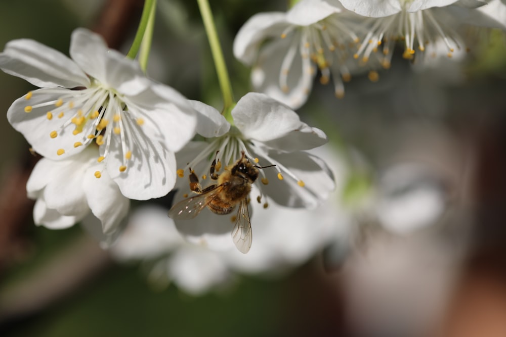 close up photography of bee perching on white petaled flower